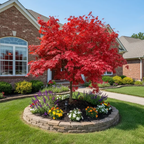 🏆55K+ SOLD!25 Japanese Maple Seeds
