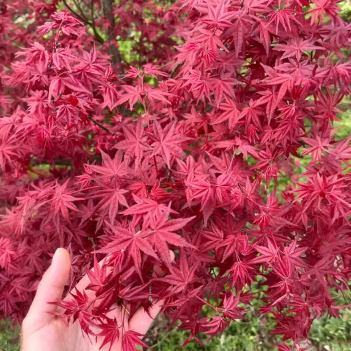 🏆55K+ SOLD!25 Japanese Maple Seeds
