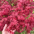 🏆55K+ SOLD!25 Japanese Maple Seeds